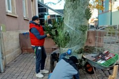 20221124-Erlenbach_Christbaum_stellen_002