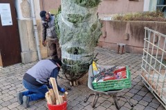 20221124-Erlenbach_Christbaum_stellen_007