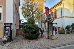 20221124-Erlenbach_Christbaum_stellen_023